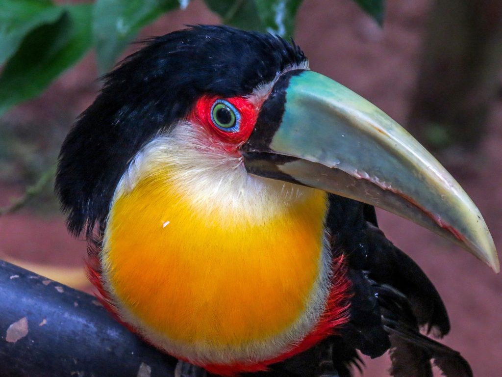 toucan-g74f129e6a_1920